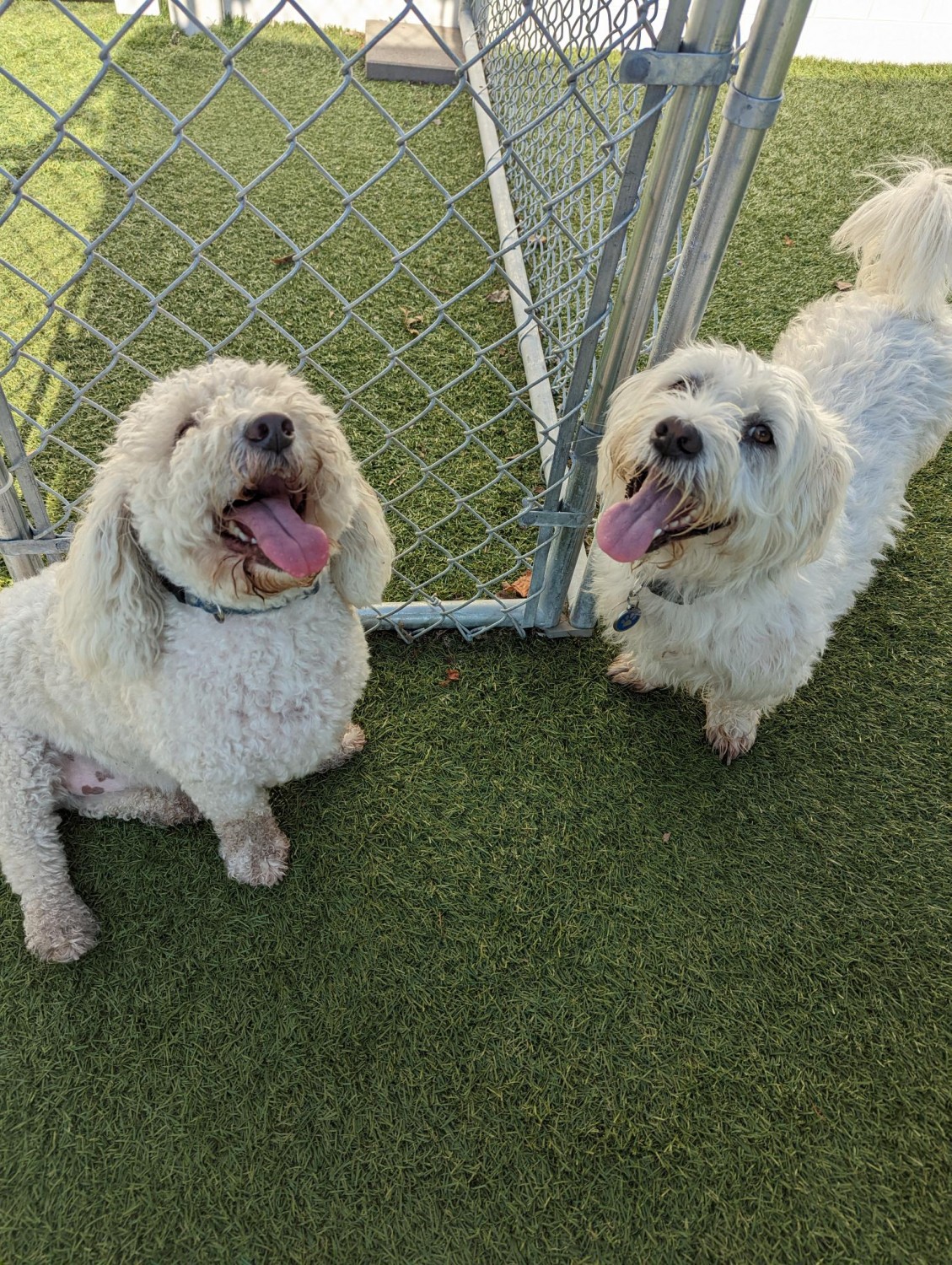 Picture of two dogs at daycare