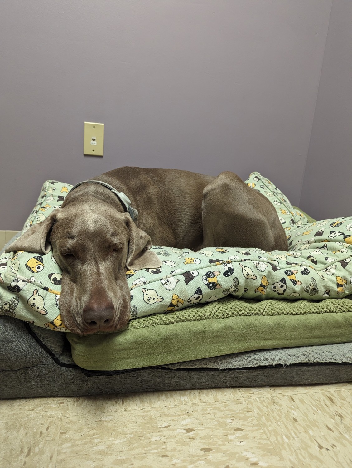 Dog sleeping in dog bed