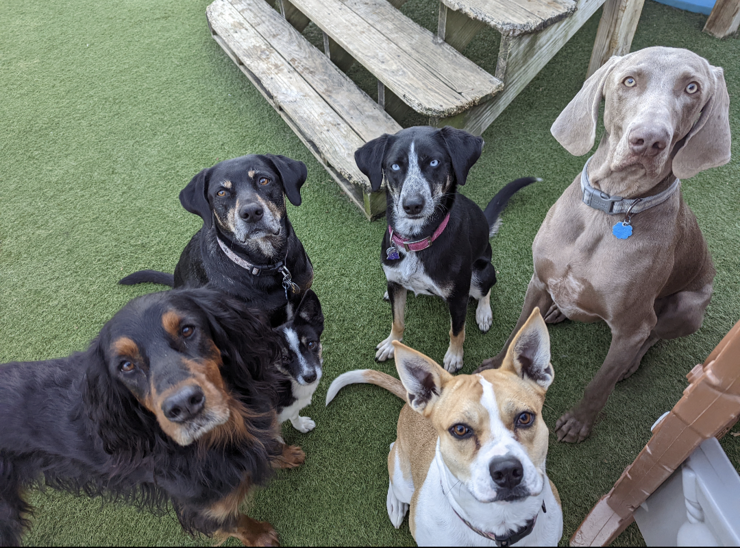 picture of group of dogs