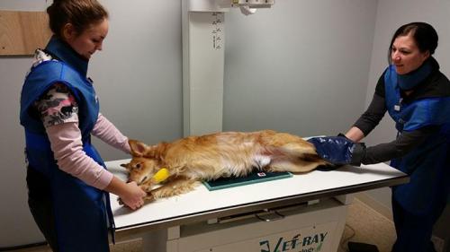 Dog getting X-ray