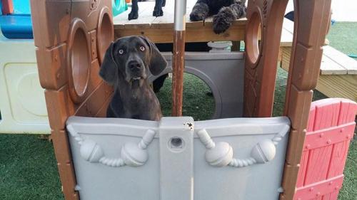 Dog in Playhouse