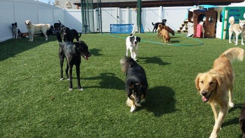 Outdoor Doggy Daycare