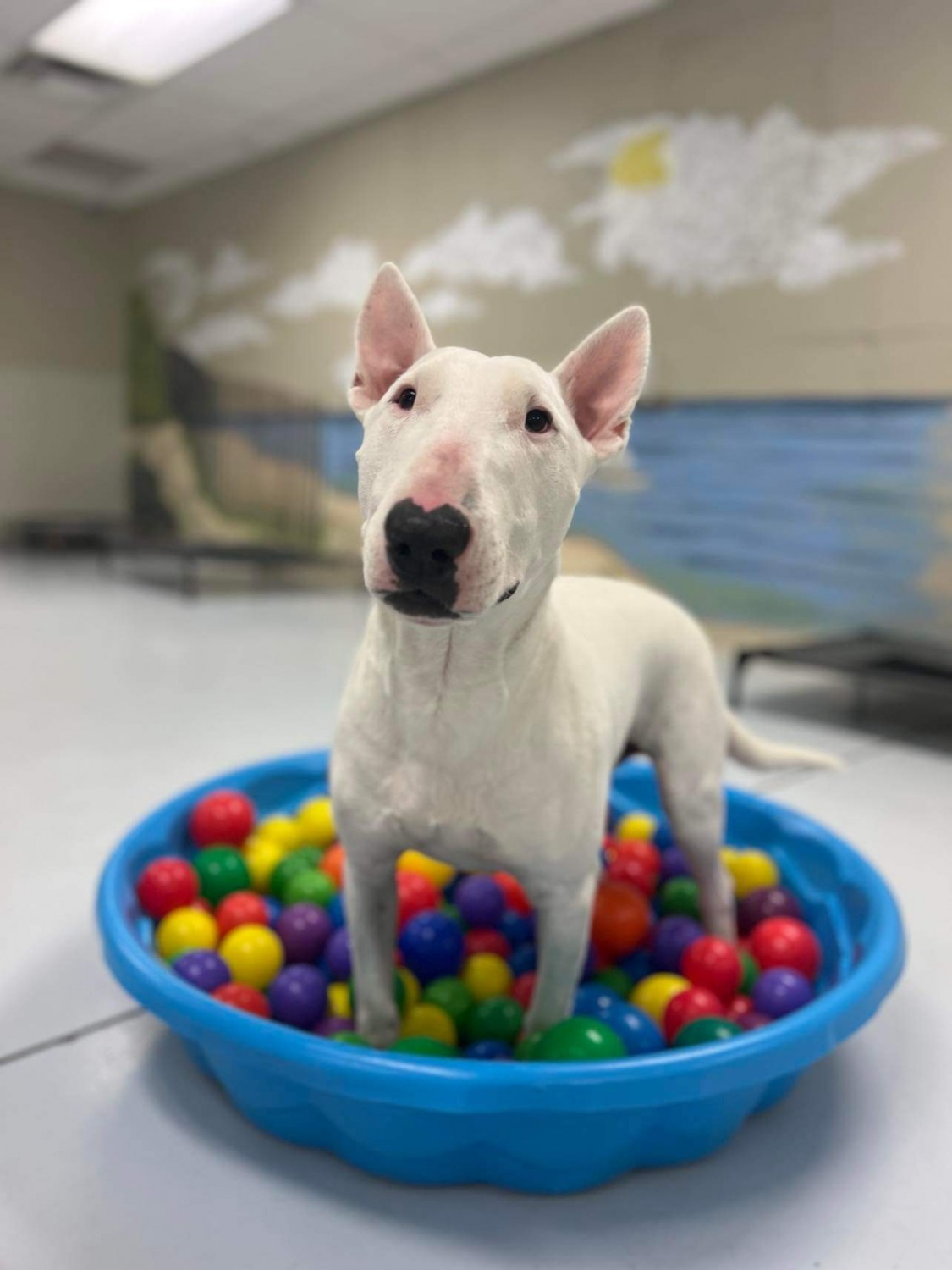 dog playing in ball pit
